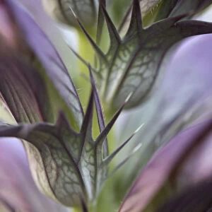 acanthus spinosus, bears breeches, purple subject