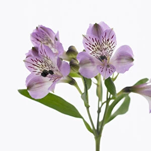 alstroemeria cultivar, alstroemeria, peruvian lily