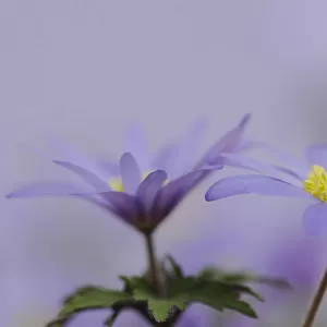 anemone blanda, anemone