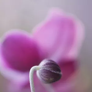 anemone hupehensis var. japonica cultivar, anemone, japanese anemone, pink subject