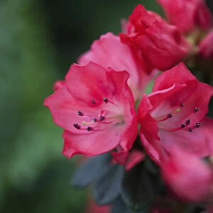 Azalea, Rhododendron cultivar, Pink flowers growing outdoor