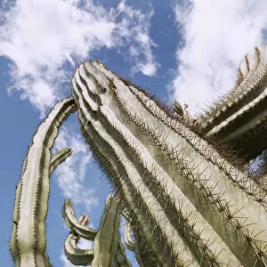 Beauty in Nature Botany Cactus Central Mexico Organ Pipe