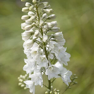Beauty in Nature Botany Consolida regalis White Spire
