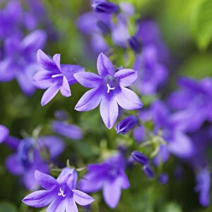 Blue bellflowers, Campanula carpatica, Purple coloured flowers growing outdoor