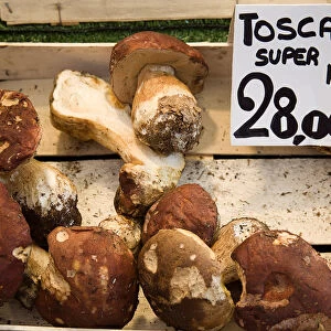 boletus edulis, mushroom, cep mushroom, porcino mushroom, brown subject