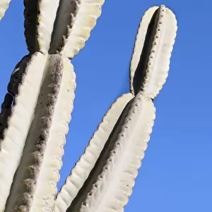 Cactus, Mexican Giant Cardon, Pachycereus, Pachycereus pringlei