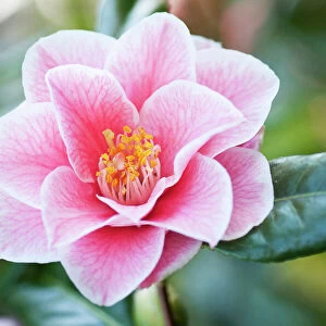 camellia, camellia japonica yours truly
