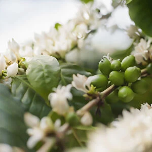 Coffee, Coffea arabica, flower clusters on stem with beans forming