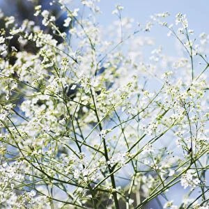 Crambe, Crambe cordifolilia, detail of flowers growing on the plant outdoor