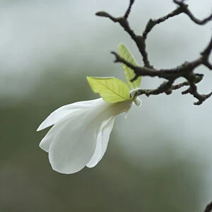 Magnolia Scale