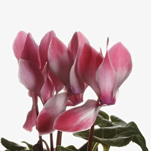 Cyclamen, Cyclamen Alpine Violet, Open pink flower heads with leaves