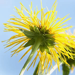 Downy Elecampane, Inula helenium, close view from underneath of a flower showing the