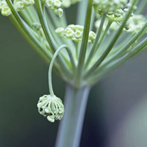 Fennel, Foeniculum vulgare, Close view of the structure of a single umbellifer with the
