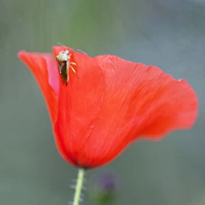 Field Poppy, Papaver rhoeas, Side view of a half open red flower with a stink bug on the