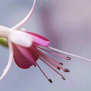 Fuchsia Walz Jubelteen, Close side view of one pale pink flower with deep pink inner