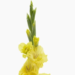 gladiolus lemon drop, gladiolus