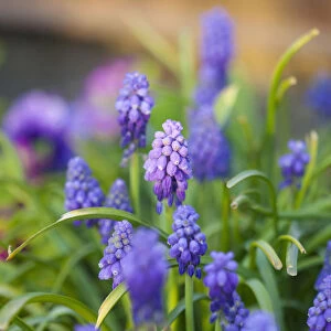 Grape hyacinth, Muscari, Close up of small purple coloured flowers growing outdoor