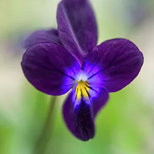 Hearts ease, Viola tricolor. Close up