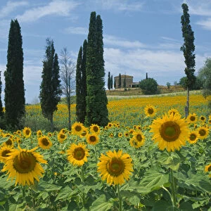 helianthus annuus, sunflower