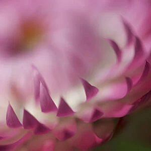 helichrysum cultivar, everlasting flower, pink subject