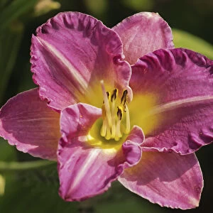 hemerocallis cultivar, lily, daylily, pink subject