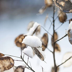 Honesty, Lunaria annua seedheads, with snow on them