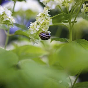 Hydrangea, Snowball Hydrangea, White coloured flowers growing outdoor