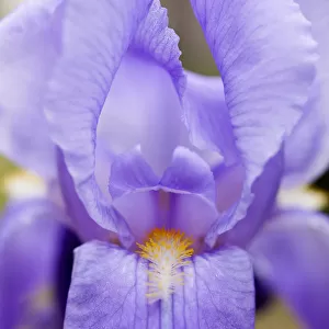 Iris, Close up of mauve coloured flower growing outdoor