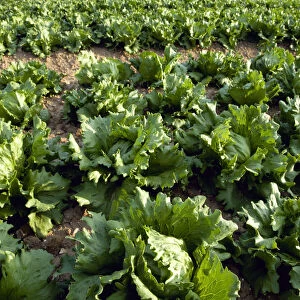 lactuca sativa cultivar, lettuce, variety not identified, green subject
