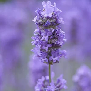 lavandula angustifolia, lavender
