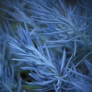 Lavender Lavandula Blue Foliage Spiky Orientation Vertical