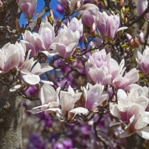 Magnolia, Magnolia x soulangeana Alba Superba, Pink blossoms growing outdoor on tree