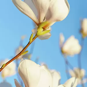 magnolia mary slankard