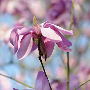 Magnolia purple breeze