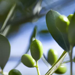 olive, olea europaea