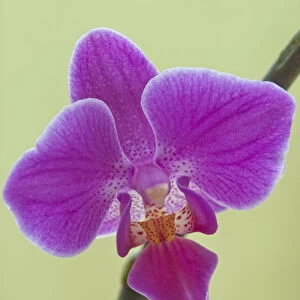Orchid, Moth orchid, Phalaenopsis