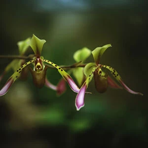 Orchid, Paphiopedilum lowii