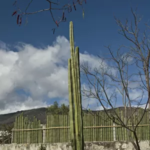 pachycereus marginatus, cactus, mexican fence post cactus