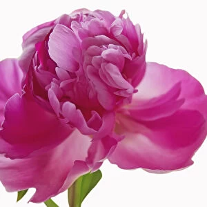 paeonia cultivar, peony, pink subject, white background