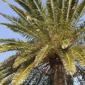 Palm, Date palm, Phoenix, Phoenix canariensis