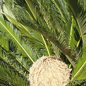 palm, sago palm, cycas revoluta