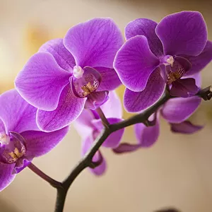 phalaenopsis wedding promenade oriental star, orchid, moth orchid, pink subject