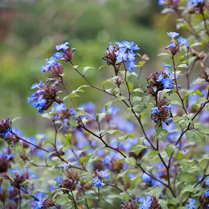 Plumbago, Ceratostigma willmottianum, Many stems of multiple blue flowers