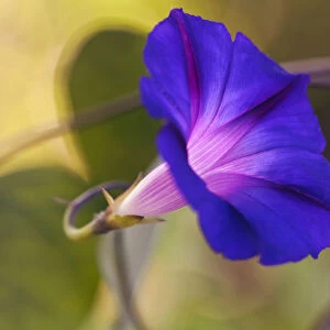 Purple morning glory, Ipomoea purpurea Feringa, One flower from side view