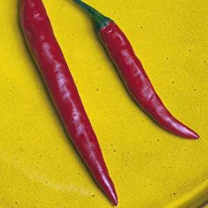 Red Jalapeno chilli, Capsicum annuum, Close view of two chillies viewed from above on a