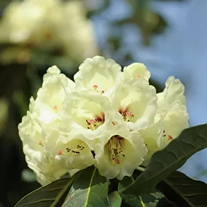 rhododendron macabeanum