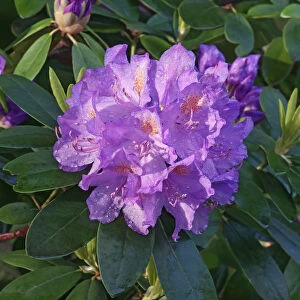 Rhododendron, Mountain rosebay, Rhododendron catawbiense, Close up image of purple flowers and buds growing outdoor