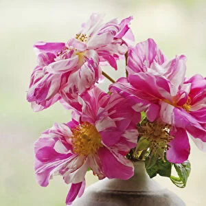 rosa gallica versicolor, rosa mundi, pink subject
