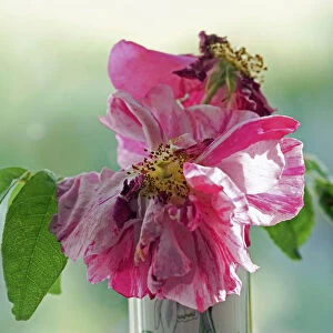 Rosa mundi, Rosa gallica Versicolor, A fading flower in a vase with backllight
