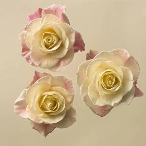 Rose, Rosa, Three bicolour roses, the centres cream and the older leaves fading to pink